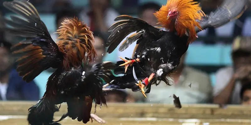Chuyên nghiệp là đặc điểm của các trận đấu tại Thomo